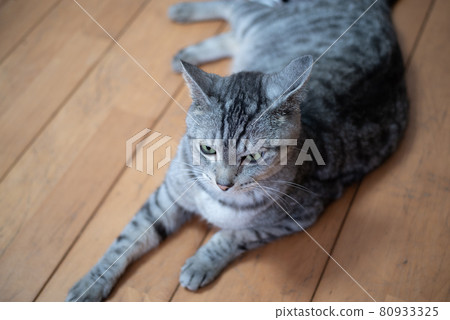 凝視貓，沙巴特拉貓 80933325