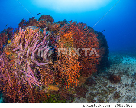 Sea urchin and sponge herd (Playa del Carmen, Mexico) 80933863