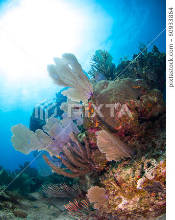 Tropical Coral Reefs (Hoso Goat and Uchiwa Goat) (Playa del Carmen, Mexico) 80933864
