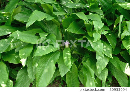 Autumn turmeric flowers Autumn turmeric flowers 80933994