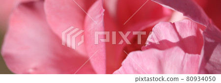 Closeup of beautiful pink rose with wide petals background Closeup of beautiful pink rose with wide petals background 80934050