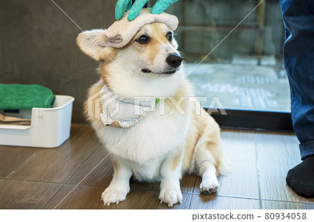 Adorable welsh corgi pembroke sitting beside owner or trainer wear glove in hand place fabric Adorable welsh corgi pembroke sitting beside owner or trainer wear glove in hand place fabric 80934058