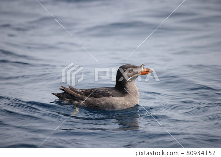 Summer wing of uto 80934152