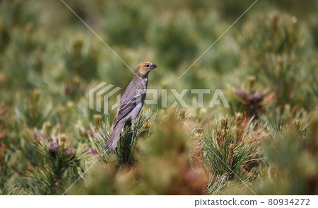 Female pine grosbeak perching on a pinus pumila 80934272