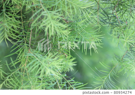Aroma essential oil tea tree leaves Aroma essential oil tea tree leaves 80934274