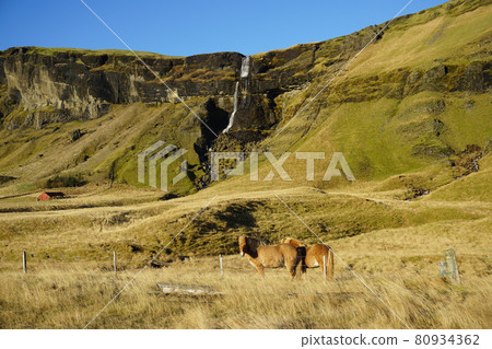 Icelandic pony-sized horses on pasture 80934362