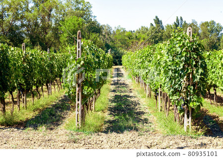 Italian vineyards plantation in summer, Italy, Europe. Rows of vineyards for wine industry production. 80935101