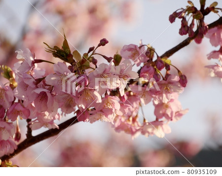 Petals of Kawazu cherry blossoms in Kawazu Town, Izu Peninsula 80935109