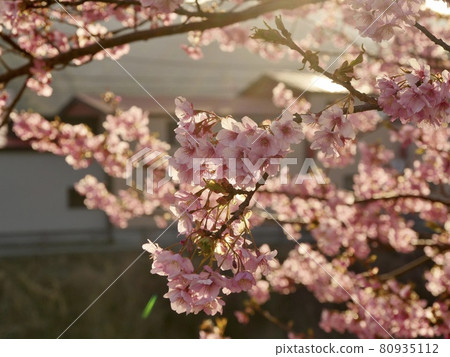 伊豆半島河津町的河津櫻花花瓣 80935112