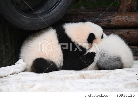 想和睡著的灰色熊貓寶寶玩耍的阿卡昌熊貓 想和睡著的灰色熊貓寶寶玩耍的阿卡昌熊貓 80935129