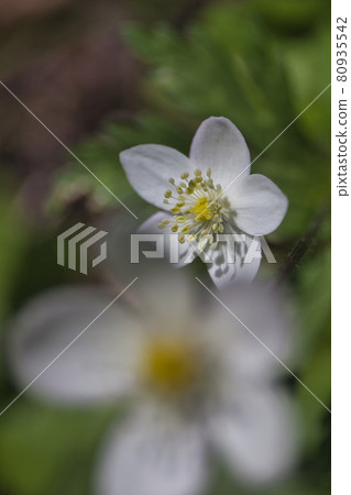 初夏的上高地徒步旅行 80935542