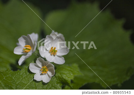 初夏的上高地徒步旅行 80935543