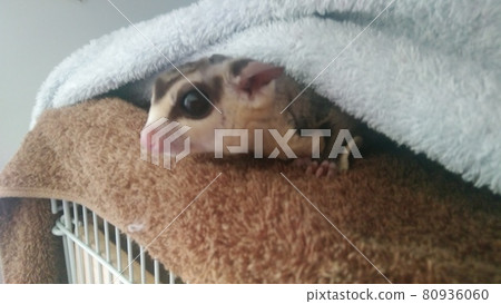 Sugar glider secretly appearing Sugar glider secretly appearing 80936060