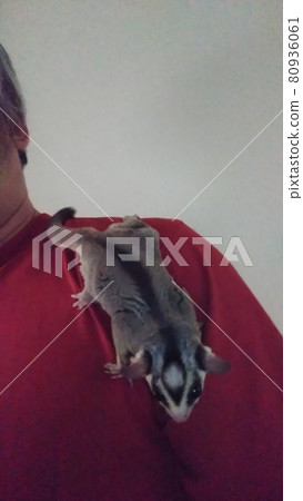 Flying squirrel staring from a high place to solve lack of exercise Flying squirrel staring from a high place to solve lack of exercise 80936061