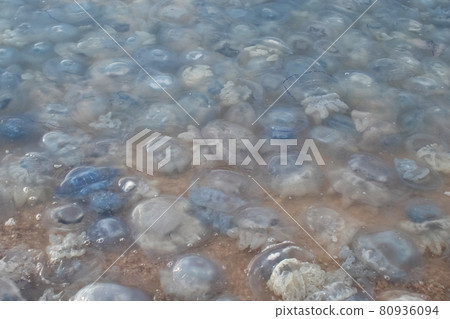 Close-up of cornerot and aurelia jellyfish on the sandy shore and in the water. Ecological catastrophe. Threat to humans. The invasion of jellyfish in the sea. Rhizostoma pulmo and Aurelia aurita Close-up of cornerot and aurelia jellyfish on the sandy shore and in the water. Ecological catastrophe. Threat to humans. The invasion of jellyfish in the sea. Rhizostoma pulmo and Aurelia aurita 80936094