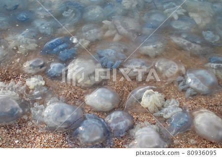 Close-up of cornerot and aurelia jellyfish on the sandy shore and in the water. Ecological catastrophe. Threat to humans. The invasion of jellyfish in the sea. Rhizostoma pulmo and Aurelia aurita Close-up of cornerot and aurelia jellyfish on the sandy shore and in the water. Ecological catastrophe. Threat to humans. The invasion of jellyfish in the sea. Rhizostoma pulmo and Aurelia aurita 80936095