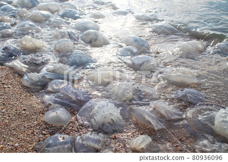 Close-up of cornerot and aurelia jellyfish on the sandy shore and in the water. Ecological catastrophe. Threat to humans. The invasion of jellyfish in the sea. Rhizostoma pulmo and Aurelia aurita Close-up of cornerot and aurelia jellyfish on the sandy shore and in the water. Ecological catastrophe. Threat to humans. The invasion of jellyfish in the sea. Rhizostoma pulmo and Aurelia aurita 80936096