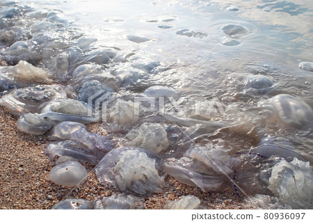 Close-up of cornerot and aurelia jellyfish on the sandy shore and in the water. Ecological catastrophe. Threat to humans. The invasion of jellyfish in the sea. Rhizostoma pulmo and Aurelia aurita Close-up of cornerot and aurelia jellyfish on the sandy shore and in the water. Ecological catastrophe. Threat to humans. The invasion of jellyfish in the sea. Rhizostoma pulmo and Aurelia aurita 80936097