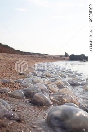 Close-up of cornerot and aurelia jellyfish on the sandy shore and in the water. Ecological catastrophe. Threat to humans. The invasion of jellyfish in the sea. Rhizostoma pulmo and Aurelia aurita 80936100