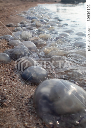 Close-up of cornerot and aurelia jellyfish on the sandy shore and in the water. Ecological catastrophe. Threat to humans. The invasion of jellyfish in the sea. Rhizostoma pulmo and Aurelia aurita Close-up of cornerot and aurelia jellyfish on the sandy shore and in the water. Ecological catastrophe. Threat to humans. The invasion of jellyfish in the sea. Rhizostoma pulmo and Aurelia aurita 80936101