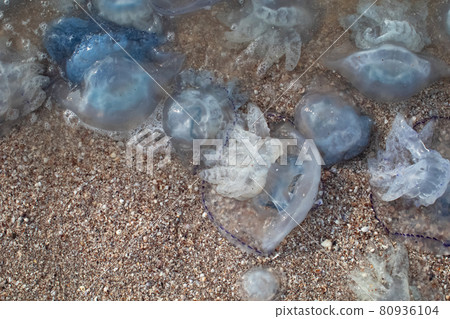 Close-up of cornerot and aurelia jellyfish on the sandy shore and in the water. Ecological catastrophe. Threat to humans. The invasion of jellyfish in the sea. Rhizostoma pulmo and Aurelia aurita 80936104