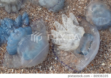 Close-up of cornerot and aurelia jellyfish on the sandy shore and in the water. Ecological catastrophe. Threat to humans. The invasion of jellyfish in the sea. Rhizostoma pulmo and Aurelia aurita Close-up of cornerot and aurelia jellyfish on the sandy shore and in the water. Ecological catastrophe. Threat to humans. The invasion of jellyfish in the sea. Rhizostoma pulmo and Aurelia aurita 80936105