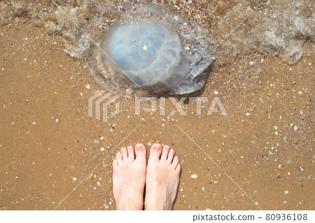 Close-up of cornerot and aurelia jellyfish on the sandy shore and in the water. Ecological catastrophe. Threat to humans. The invasion of jellyfish in the sea. Rhizostoma pulmo and Aurelia aurita 80936108