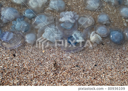 Close-up of cornerot and aurelia jellyfish on the sandy shore and in the water. Ecological catastrophe. Threat to humans. The invasion of jellyfish in the sea. Rhizostoma pulmo and Aurelia aurita 80936109
