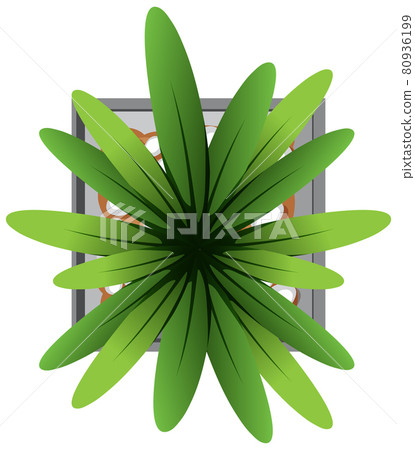 Aerial view of plant in pot isolated on white background Aerial view of plant in pot isolated on white background 80936199
