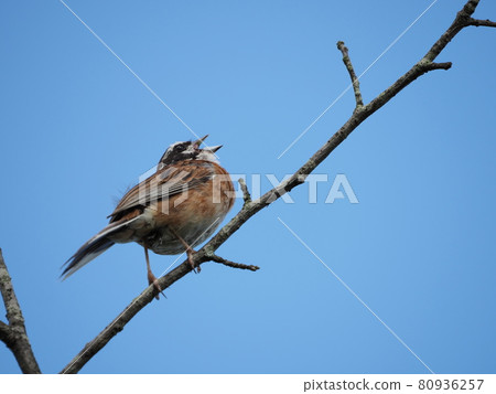 Bunting male singing on a branch Bunting male singing on a branch 80936257