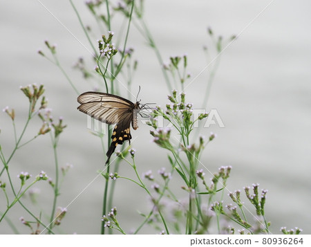 Riverside wildflowers and female windmill Riverside wildflowers and female windmill 80936264