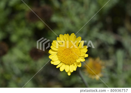 Yellow chamomile Yellow chamomile 80936757