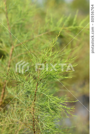 Four-stamen tamarisk 80936764