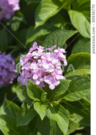 French hydrangea 80936770