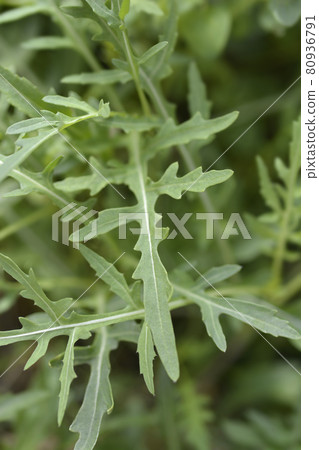Salad rocket Salad rocket 80936791