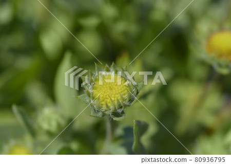 Great blanket flower Great blanket flower 80936795