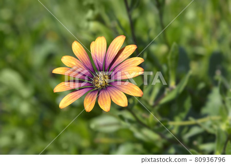African daisy Purple Sun 80936796