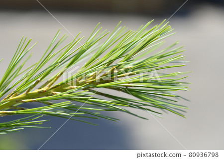 Eastern white pine Blue Shag 80936798