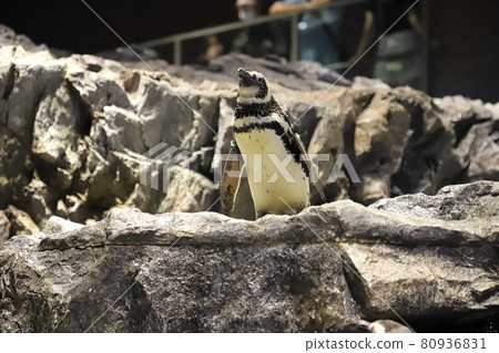 墨田水族館企鵝池 墨田水族館企鵝池 80936831