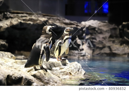Sumida Aquarium Penguins Pool Sumida Aquarium Penguins Pool 80936832