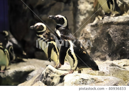 Sumida Aquarium Penguins Pool Sumida Aquarium Penguins Pool 80936833