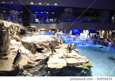 墨田水族館企鵝池 墨田水族館企鵝池 80936834