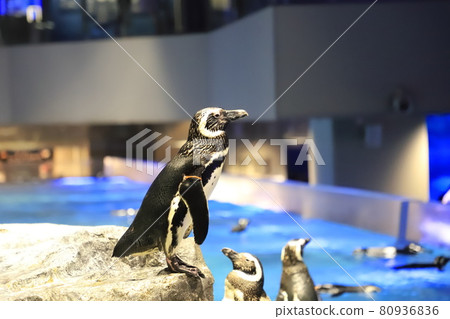 墨田水族館企鵝池 80936836