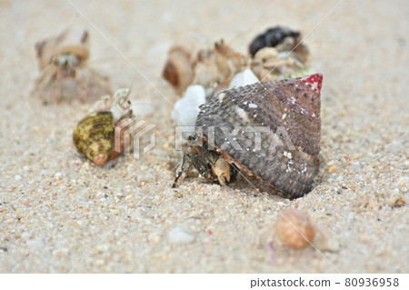 Hermit crab 80936958