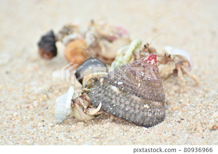Hermit crab Hermit crab 80936966