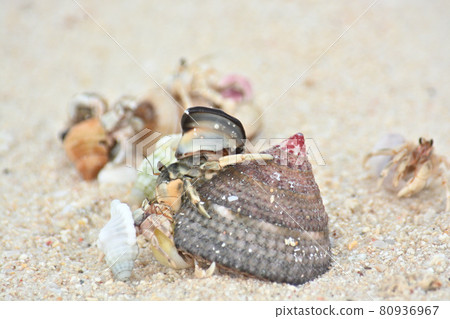 Hermit crab Hermit crab 80936967