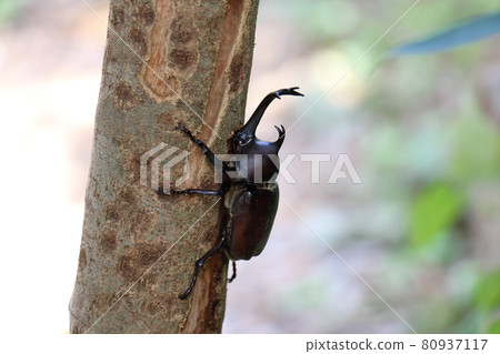 Beetle, male, king of insects, beetle, helmet, pet 80937117