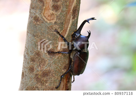 Beetle Male Insect King Beetle Helmet Pet Beetle Male Insect King Beetle Helmet Pet 80937118