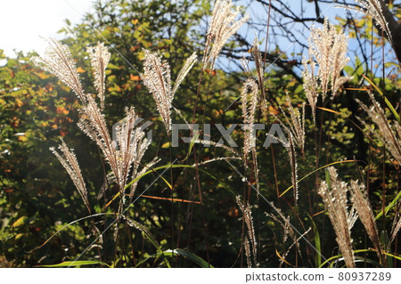 風景 / 日本蒲葦 80937289