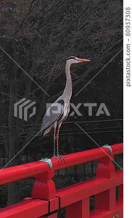 A gray heron that doesn't move on the Wake Bridge over the riverbed pond of Mt. Chausu in Tennoji Park, it's not a fake, it's a real thing. 80937308
